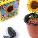 해바라기자연유치원 이미지