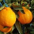 강정농장 이미지