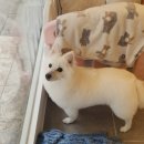 모니카애견 네이버블로그