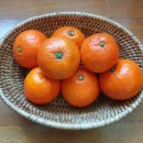 진홍농장 | 171. 한살림 - 진홍 (제주 서귀포한라공동체 / 유기재배)