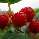 산딸기 - 김해시 번화1로68번길 19 | 산딸기