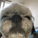 사랑하개 이미지