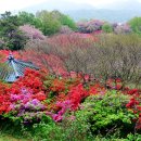 완산-14 Daum카페