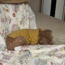 도도한댕댕 | Monthly 토리 쵸파 루피 2026년 1월 | 할머니가 돌아와서 좋아요