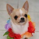 강생이랑 이미지