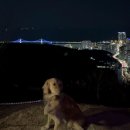 황령산관광지 | 부산 가볼만한 곳 황령산 야경 애견동반 후기