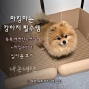 구성4로L | 독톡 배변판 L 연장형 + 마킹수비대 내돈내산 후기 (포메라니안 4.5kg)