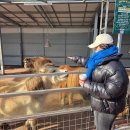 동산가든 | 파주 두쫀쿠 맛집 카페 보스코 두바이쫀득쿠키 솔직후기 (feat.퍼스트가든 애견동반)