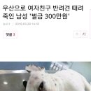 우산으로 여자친구 반려견 때려죽인 남성 '벌금 300만원' 이미지