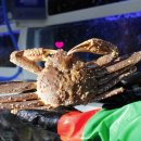 크래버 대게나라 노원점 이미지