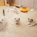 캣파라다이스 이미지