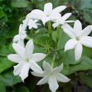 쟈스민2 이미지