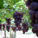 혜진농장 이미지