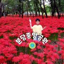 시도 1호선 벚나무 | 경기도 꽃무릇 명소ㅡ분당중앙공원/경기옛길 영남길(주차팁/놀이터)