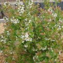 연풍1리 이미지