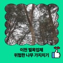 여주-1063 | 이천 벌목업체 위험한 나무 가지치기