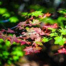 진고개목장 이미지