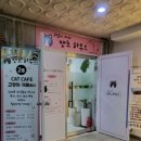 캣츠하우스 | 창원 팔용동 캣츠하우스 방문 후기 | 고양이카페에서 힐링하기