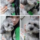 누렁이도 찰스로 애견샵 | 인천애견미용 누렁이도 찰스로 애견샵에서 강순이 미용하고 예뻐졌어요!!