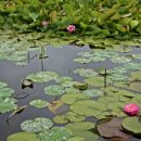 연꽃마을건넌들 이미지