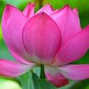 연꽃이야기 이미지