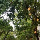 보정동 카페거리 이미지