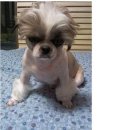 댕댕이미용 이미지