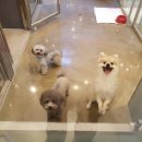 날으는 동물병원 이미지