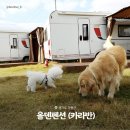 테마 애견 이미지