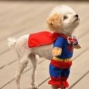 멍텅구리 이미지