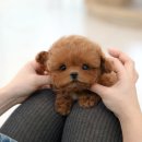 울산 강아지분양 미유펫 이미지