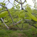 대광농장 이미지