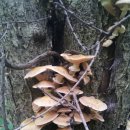 자연산 버섯 이미지