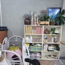 개 이쁜 애견미용샵 이미지