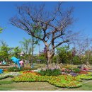 부산 평화공원에 봄꽃나들이 축제에 구경가요 이미지