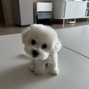 안나 제니 펫샵 | 4개월 비숑 몽돌이 첫 배넷미용 하고온 후기