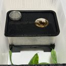 은신처 | 🦎 크레스티드게코 은신처 추천, 바우 은신처 실사용 후기(지곤 대 사육장)