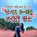 경기도 가을꽃 명소 이미지