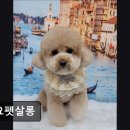 요요펫살롱 이미지