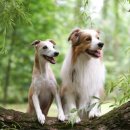 라파엘동물병원 이미지