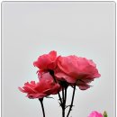 장미빌딩 이미지