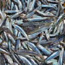 해녀언니네 이미지