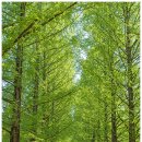 메타세콰이어길 이미지