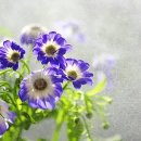 천운 이미지