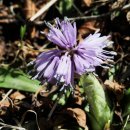 【숙은처녀치마 Heloniopsis tubiflora)】 「꽃차례가 땅을 향해 고개를 깊게 숙인 채 피어나는 특징」 이미지