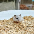 로던트클럽 화정 본점 이미지