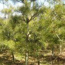 백송 농장 이미지