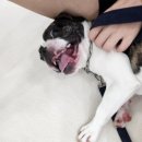 도그랭 강아지놀이방 이미지