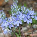 베로니카 이미지