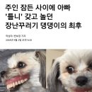 틀니